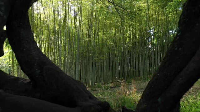 Backlit bamboo trees
Shooting with drone of bamboo trees with reflections of the sun against the light. bamb&ugrave;