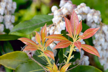 Red Andromeda Leaf 01