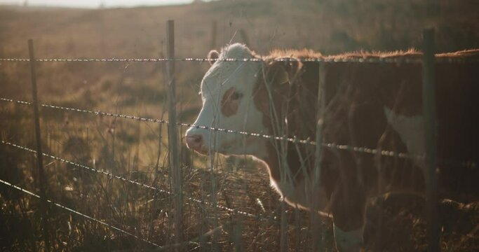 A lone brown cow grazing next to a metal fence at sunset. Slow motion. 