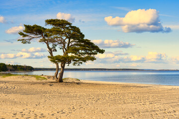 Pine tree on beautiful white sand beach in Ahus on the Swedish east coast. Popular tourist...