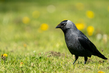 Western Jackdaw (Corvus monedula) standing on green grass in spring on the Swedish west coast.