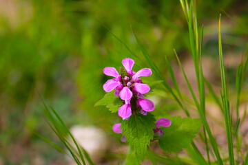 Lonely violet flower on a background of bright green grass.