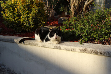chat noir et blanc