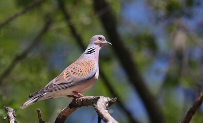 European turtle dove on branch, Streptopelia turtur