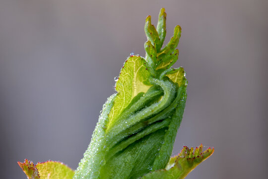 Rosewood Leaf Bud Swirl