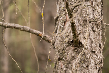 bark of a tree