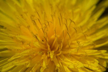 Löwenzahnblüte in der Makroaufnahme Nikon D5300