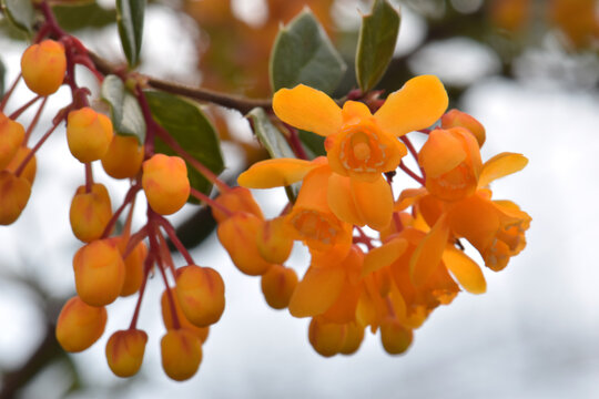 Oregon Grape Orange Blossom