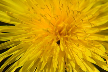 Löwenzahnblüte in der Makroaufnahme Nikon D5300