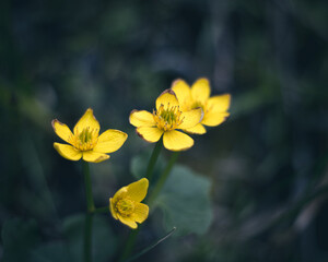 close up of flowers just off a trail that have a nice vibrant look