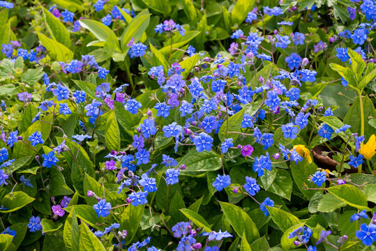 Omphalodes verna. Little blue flowers on a background of green leaves.