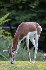 impala in the zoo