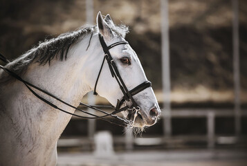 Portrait of a beautiful white horse with a gray mane and a bridle on its muzzle, which gallops through an outdoor arena, illuminated by sunlight. Horse riding. Equestrian sports.