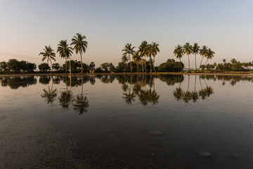 Palm trees with reflection at sunset time in Pondicherry