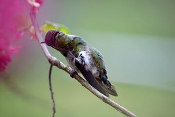 Annas Hummingbird on Branch 11