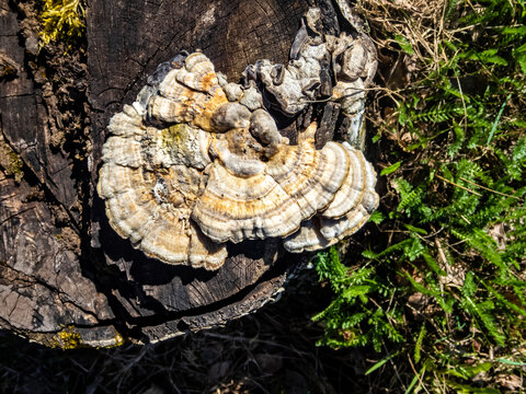 Closeup of Trametes gibbosa mushroom commonly known as the lumpy bracket growing on a tree stump