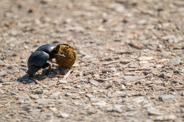 Dung beatles the rolling the Elephant dung