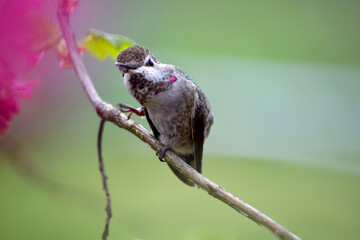 Annas Hummingbird on Branch 17