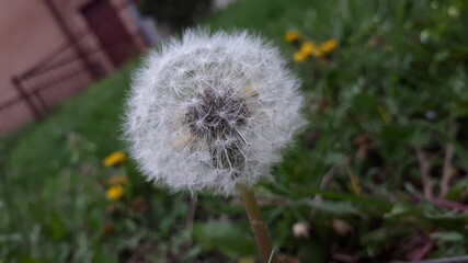 dandelion in the grass
