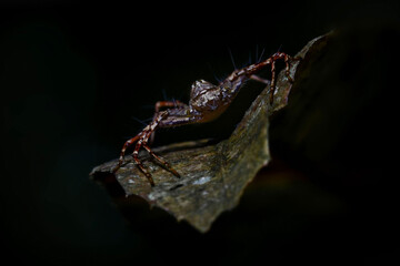 spider on a leaf. brown clolor.
