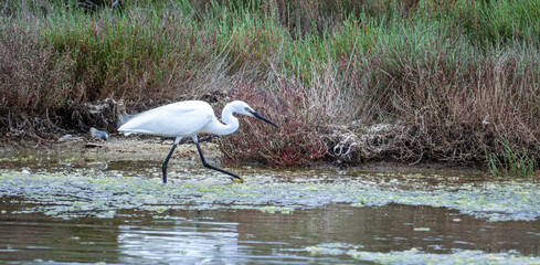 white heron walking in a pond looking for food
