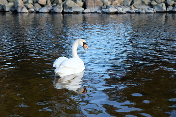 fauchender Schwan