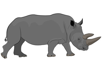 Black rhino