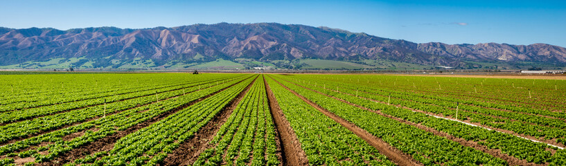 Fototapeta na wymiar Lettuce crops in the Salinas Valley of central California, an agricultural hub for harvest and worldwide distribution, known as the 