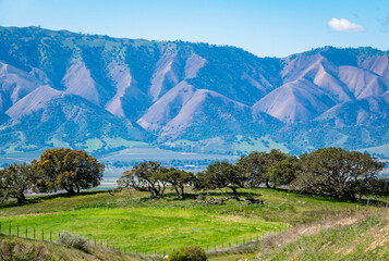 Coastal live oak trees grow in the foothills of Salinas Valley, in Monterey County, California,...