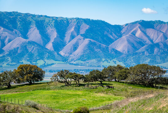 Coastal live oak trees grow in the foothills of Salinas Valley, in Monterey County, California, with the Santa Lucia Mountain range in the background. 