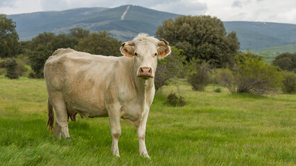 Vaca en el prado