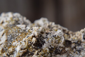 Steinflechten in der Makroaufnahme