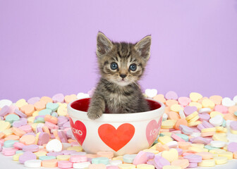 Tiny tabby kitten sitting in a Valentine's Themed bowl with hearts surrounded by candy hearts,...