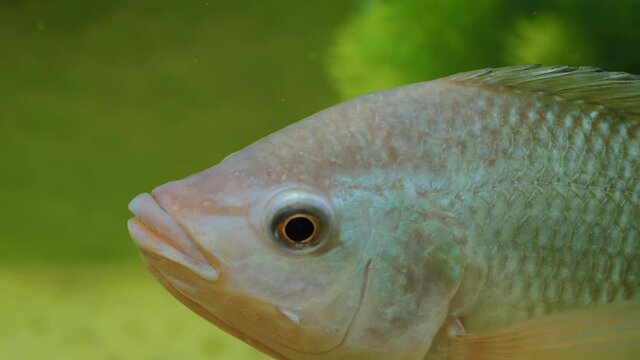 Grey cichlid fish - Maylandia zebra swimming around in glass aquarium - close up view. Pet and care concept