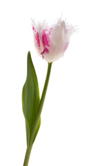 terry tulip isolated