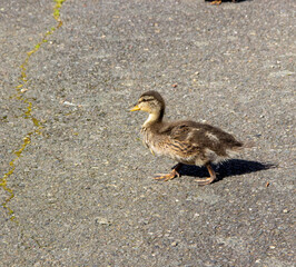duck on the ground