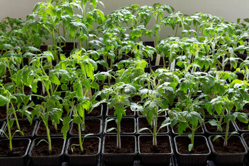 Many young tomato seedlings in plastic pots. Homegrown tomato plants of various cultivars.