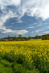Obraz premium Rapsfeld in Thüringen bei Arnstadt