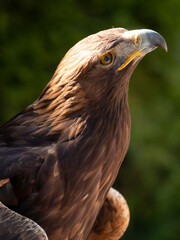 ÁGULA REAL, AQUILA CHRYSAETOS
