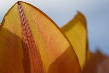 Tulpenblüte Makroaufnahme Nikon D5300