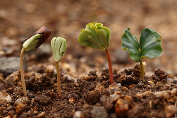 Fagus. Beech seedlings growing gradually on the horizon.
