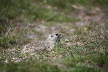 Spermophilus citellus, European ground squirrel, Sysel obecný