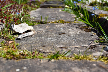 Obraz na płótnie Canvas moss on the ground