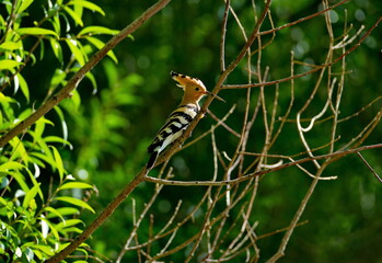 Tajikistan. Pamir highway. A hoopoe sits on a willow branch on the shore of the Panj River.