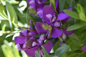 fleurs violettes