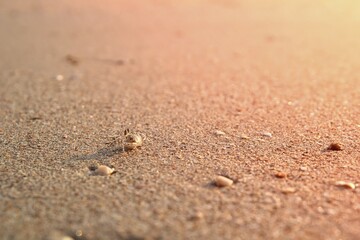 Fototapeta na wymiar The wind crab ran on the sandy beach.
