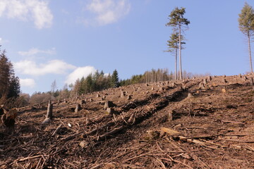 Ein durch den Borkenkäfer geschädigter und abgeholzter Fichtenwald im Arnsberger Wald im Sauerland