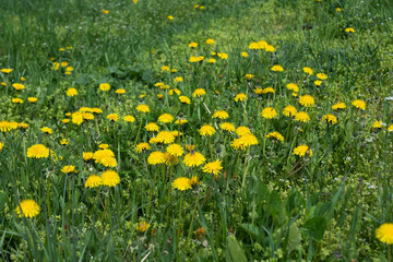 dandelion flowers in green grass