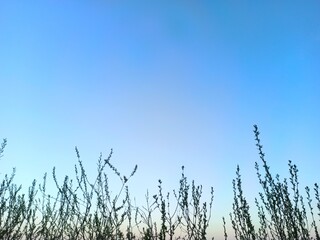 grass and sky