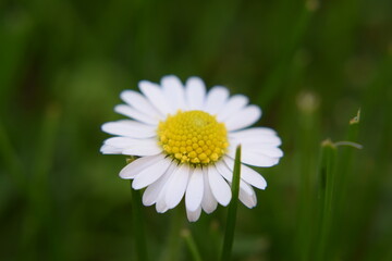 Obraz premium Gänseblümchen Blüte Makroaufnahme Nikon D5300